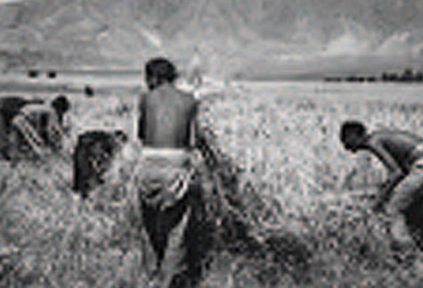 農奴在烈日下收割青稞