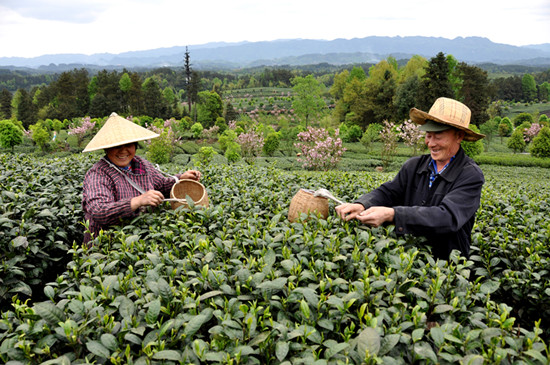 貴州省湄潭縣大力發(fā)展茶葉產(chǎn)業(yè)，60萬畝生態(tài)茶園實現(xiàn)了“綠水青山變成金山銀山”，生態(tài)與經(jīng)濟協(xié)調(diào)發(fā)展。圖為湄潭縣湄江街道金花村茶農(nóng)采茶 瞿欣含攝 _副本.jpg