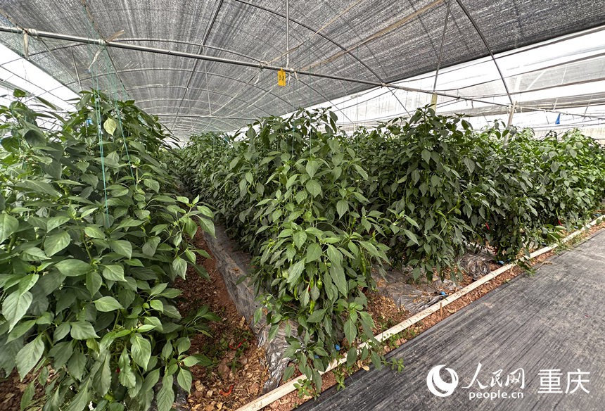 侶俸“巴岳農(nóng)莊”設(shè)施蔬菜科技園內(nèi)作物長(zhǎng)勢(shì)良好。人民網(wǎng)記者 劉政寧攝